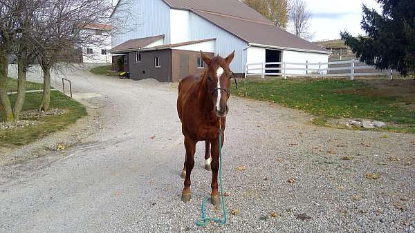 aqha-mare-quarter-horse