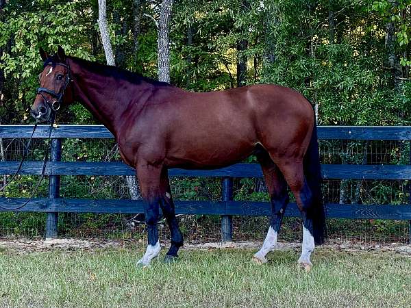 does-it-all-belgian-warmblood-horse