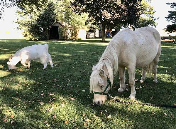 palomino-pinto-palomino-colt-mare