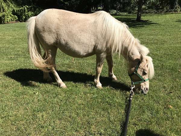 palomino-pinto-colt-mare