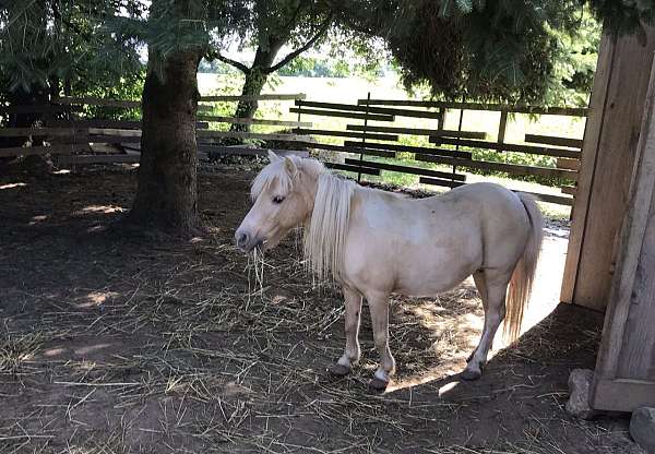 amazing-pinto-horse