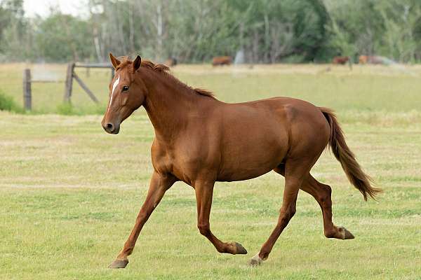 sorrel-andalusian-mare