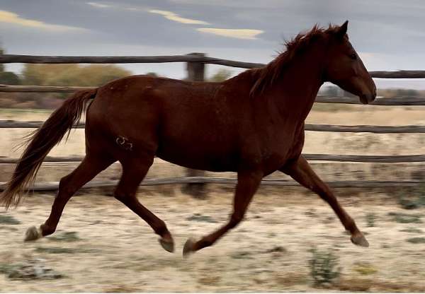 solid-start-andalusian-horse