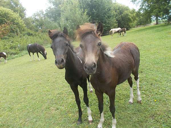 halter-broke-shetland-pony