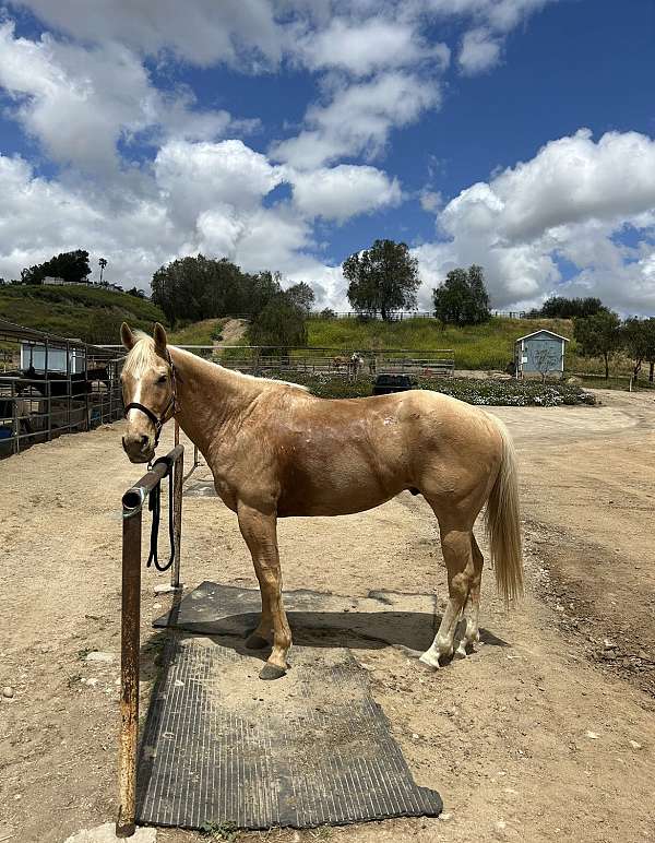 palomino-ranch-roping-horse