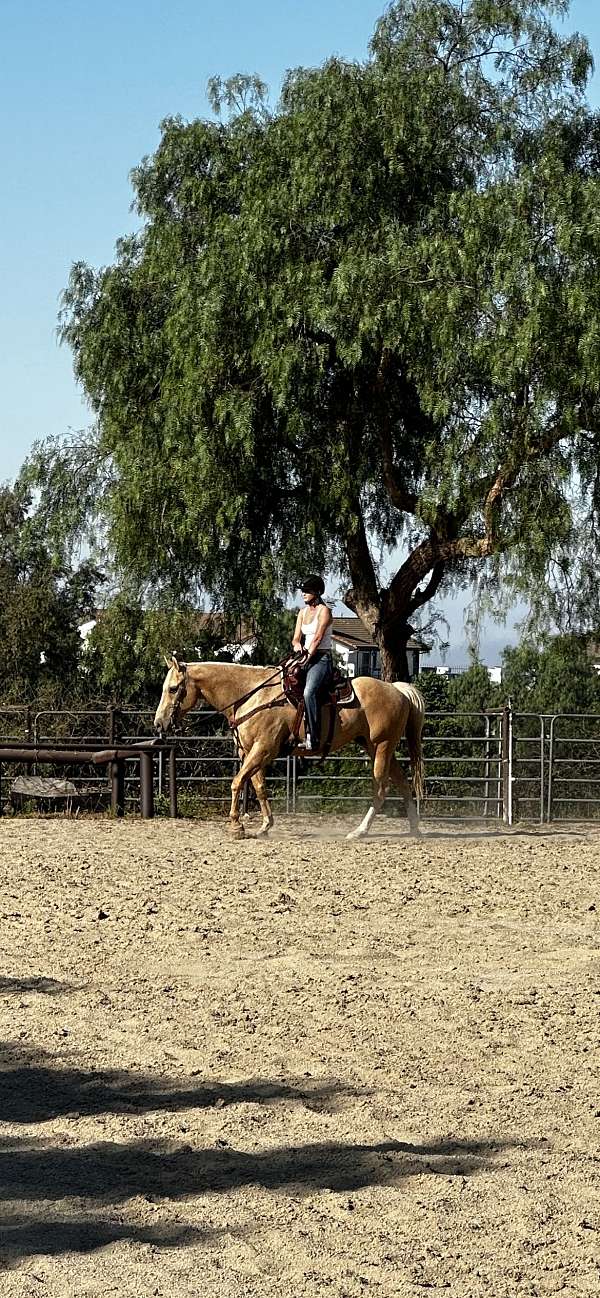 quarter-horse-gelding