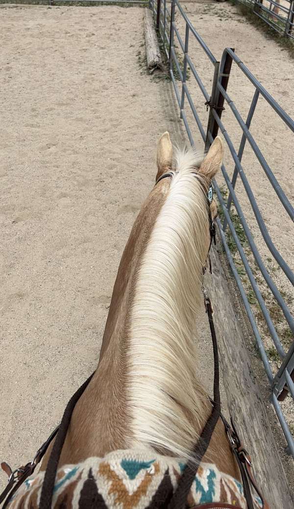 ranch-roping-palomino-horse