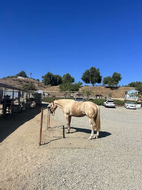 palomino-gelding