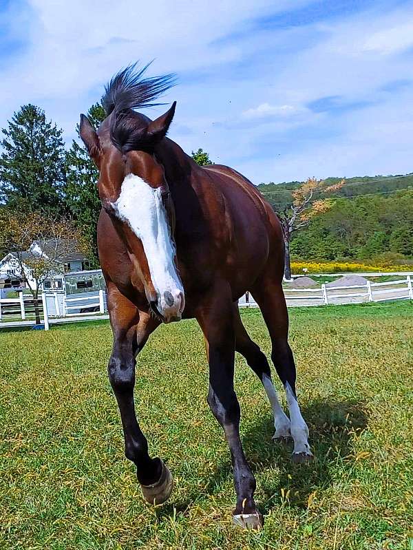 flashy-thoroughbred-horse