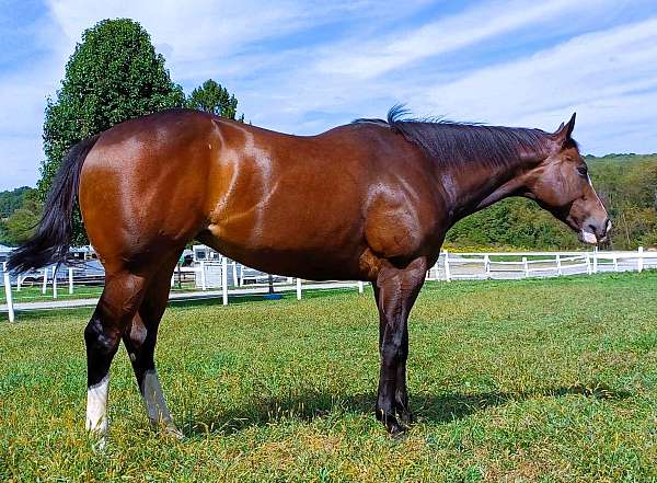 family-thoroughbred-horse