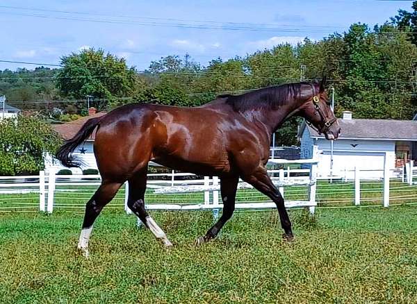 trail-thoroughbred-horse