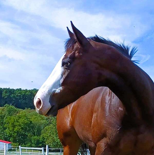 prospect-thoroughbred-horse