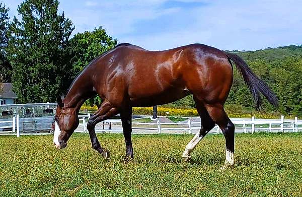 all-around-thoroughbred-horse