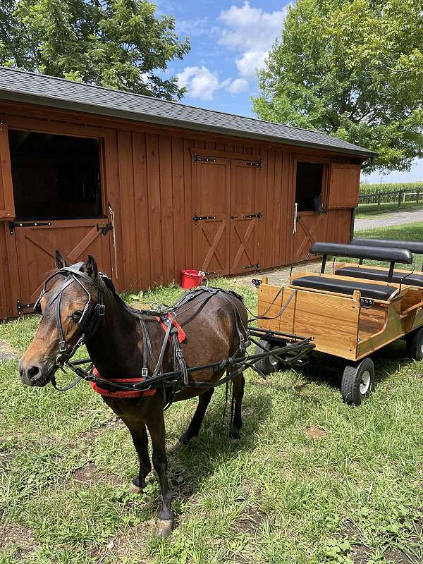 pony-gelding