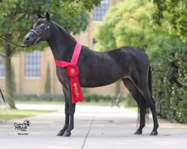 american-shetland-pony-miniature-horse