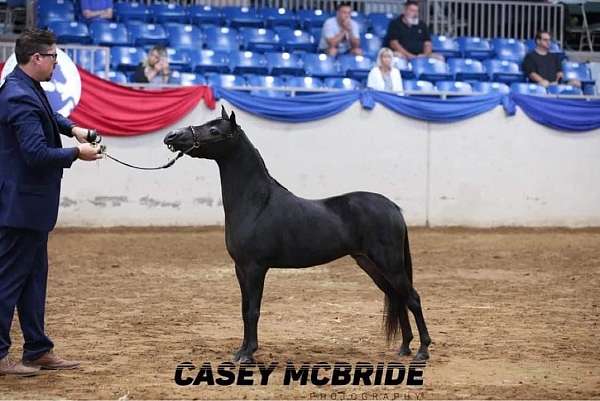 bentley-miniature-horse