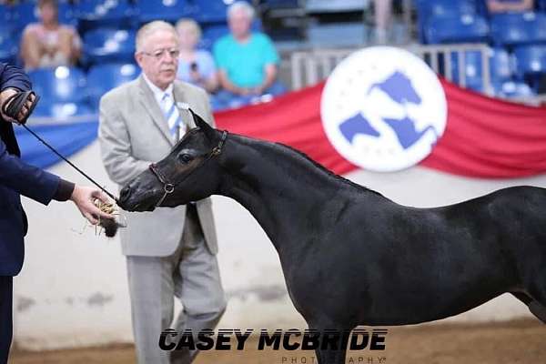 incredible-miniature-horse