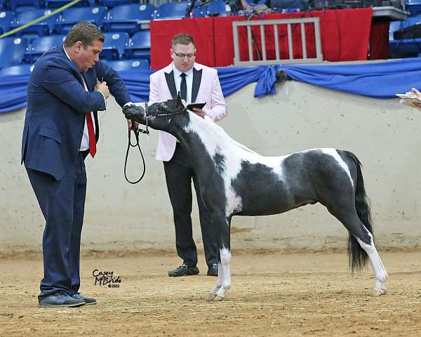 offspring-miniature-horse