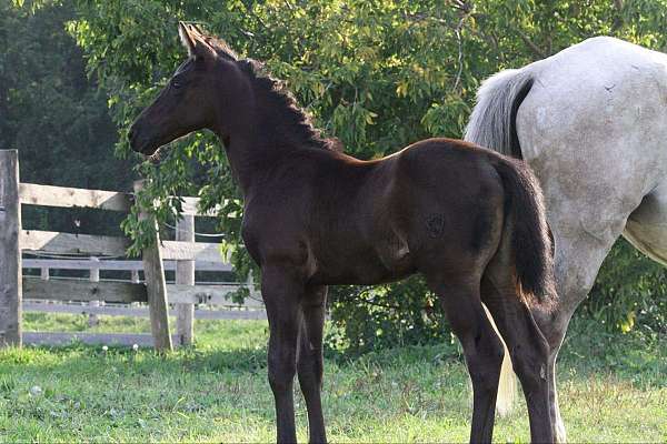 brown-westphalian-filly