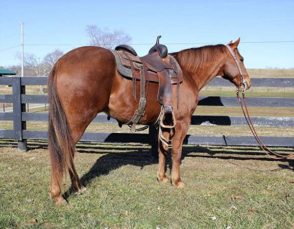 all-around-quarter-horse