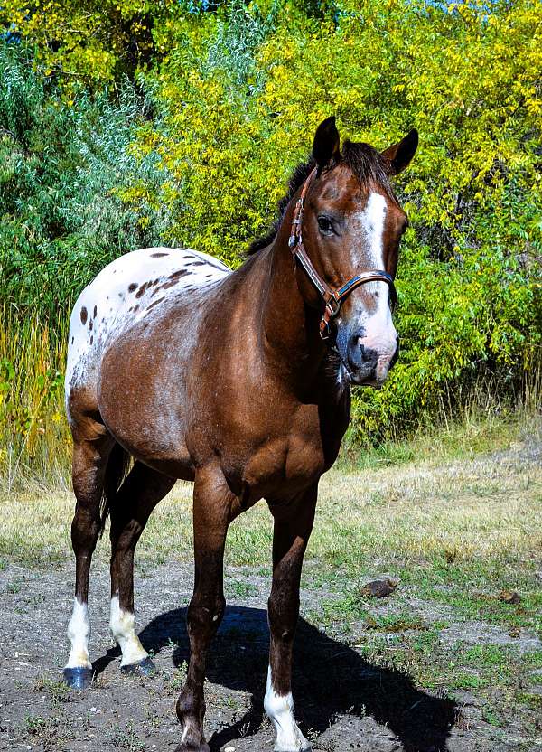 bay-roan-western-pony