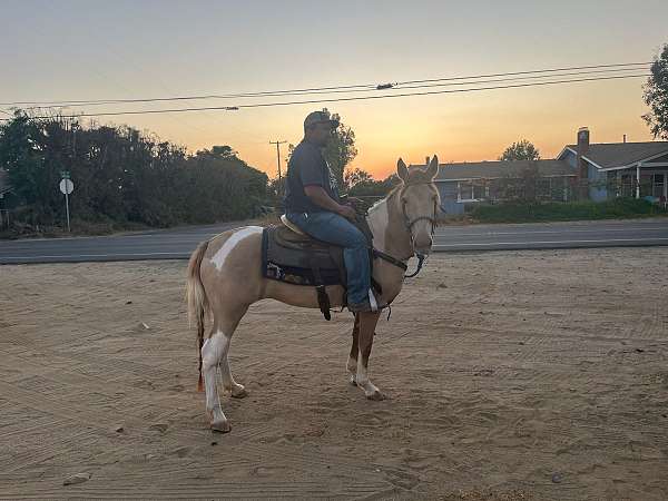 aqha-filly-pinto-horse