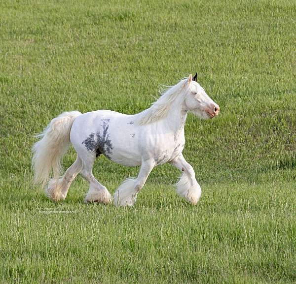 12-hand-sabino-horse