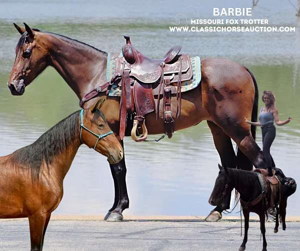 bay-mare-missouri-fox-trotter-horse