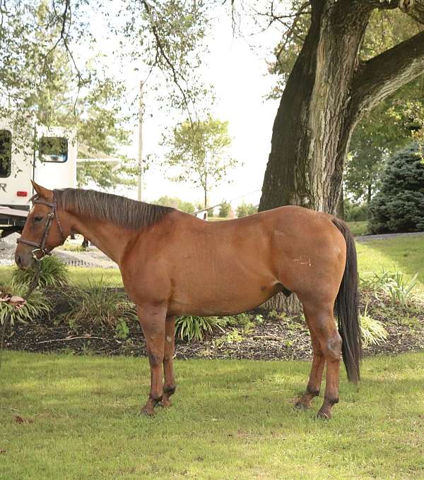 bay-roan-working-cat-horse