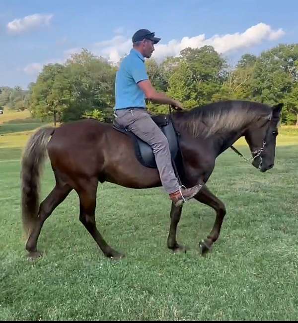 dappled-rocky-mountain-horse