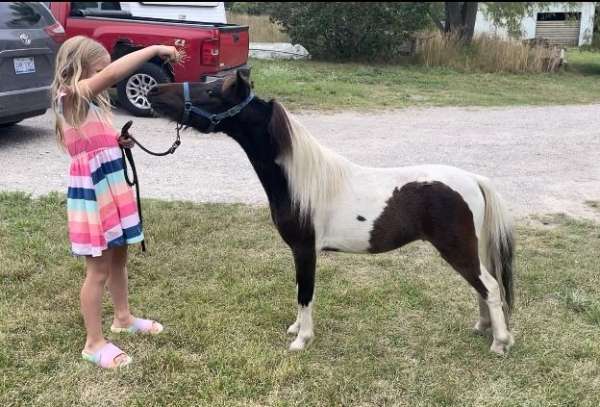 versatile-miniature-horse