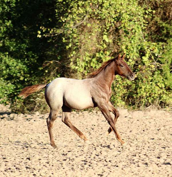 all-around-quarter-horse