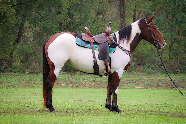 all-around-draft-horse