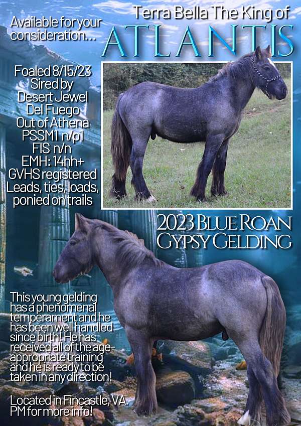 blue-roan-roan-stallion-trail-horse