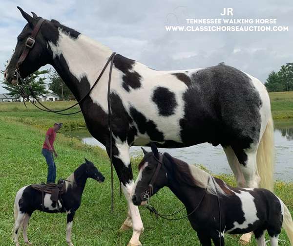 all-tennessee-walking-horse