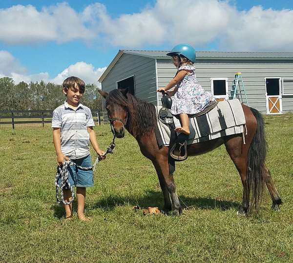 amha-pony-shetland-pony-mare