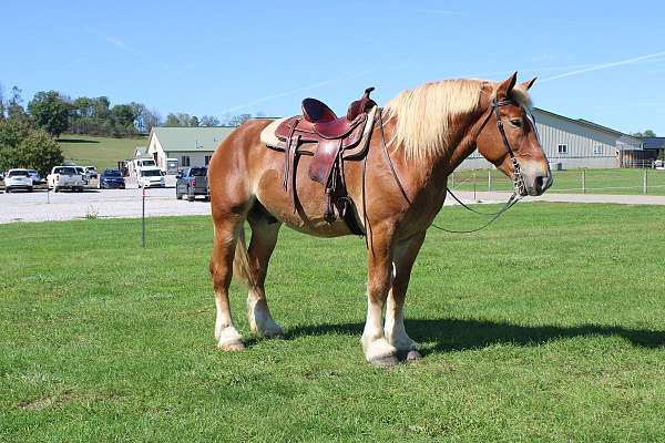 white-strip-legs-horse