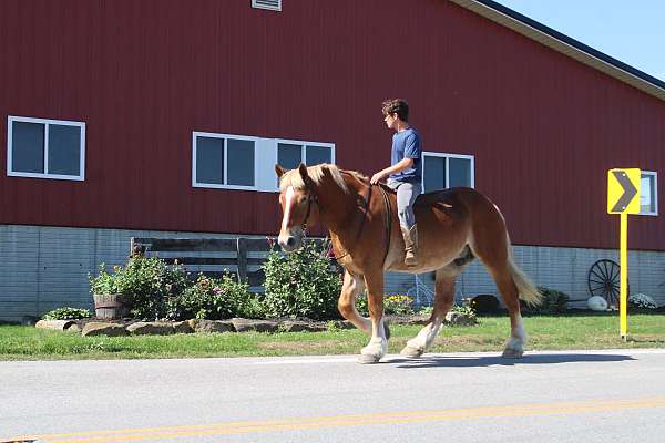 kid-safe-belgian-horse