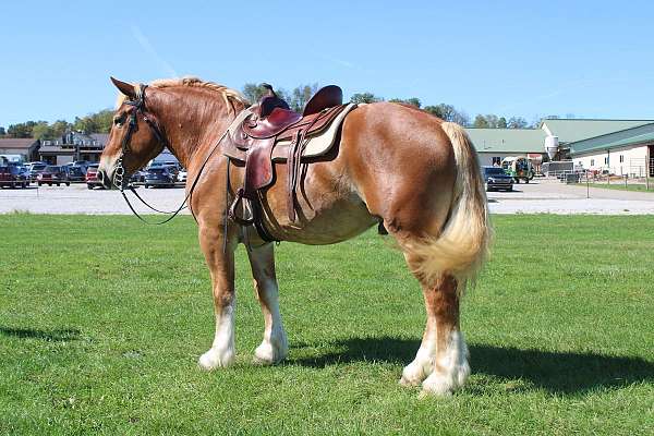 all-around-belgian-horse