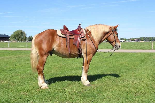 sorrel-white-strip-legs-horse