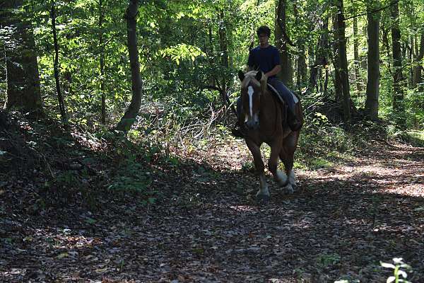 husband-safe-belgian-horse