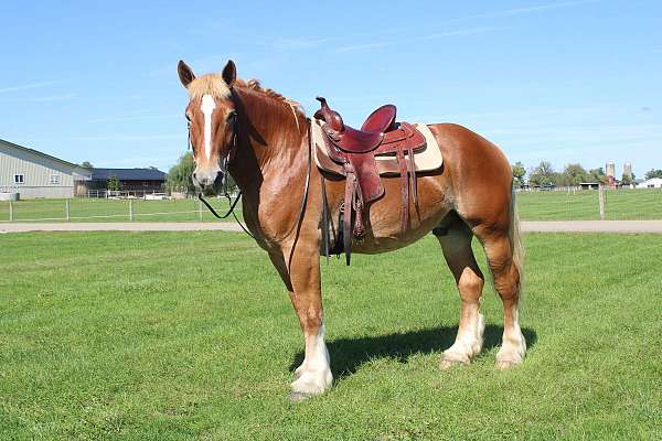 athletic-belgian-horse