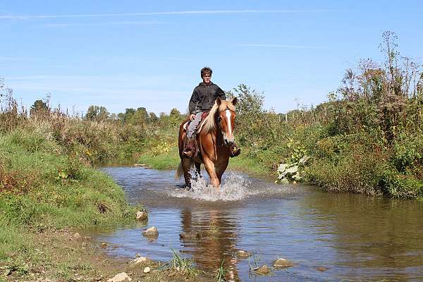 driving-belgian-horse