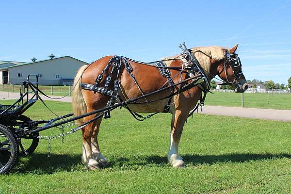 parade-belgian-horse