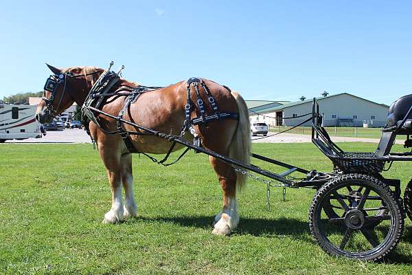 pleasure-driving-belgian-horse