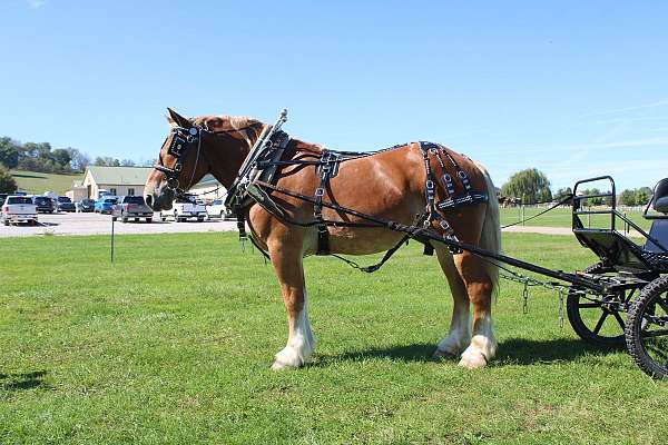 team-driving-belgian-horse