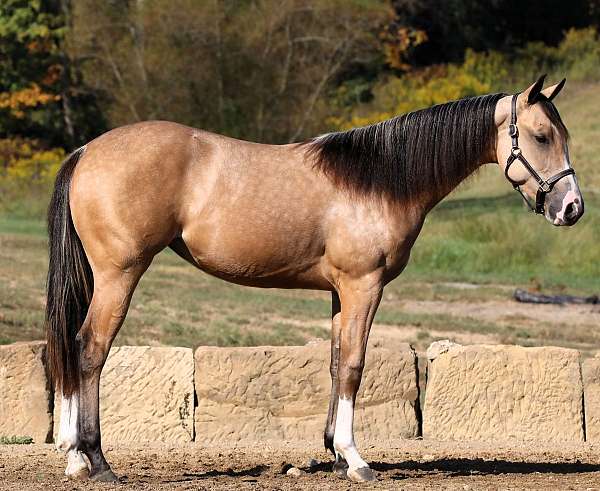 athletic-quarter-horse