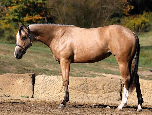 buckskin-white-horse