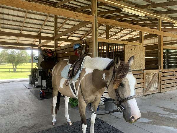 pinto-drill-team-pony