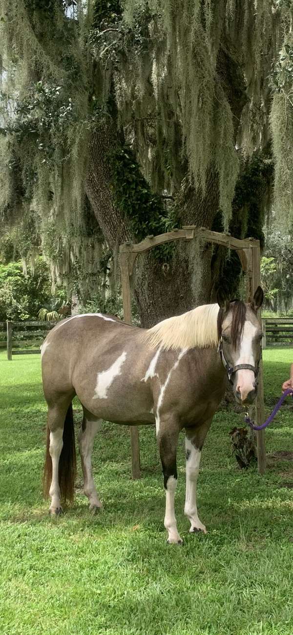 all-around-pinto-pony